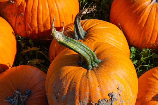 Pumpkin patch seasonal many pumpkins copy space background, backdrop holidays, thanks giving, halloween, harvest theme