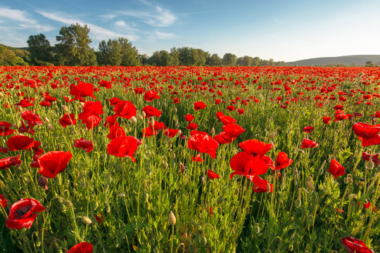 landscape poppy field at sunset. mountainous countryside scenery with red bloom