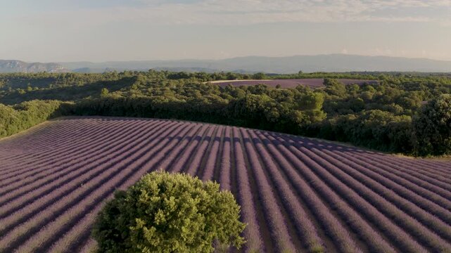 Aerial shot panning across lush lavender rows leading to a lone tree in the countryside of Provence, France