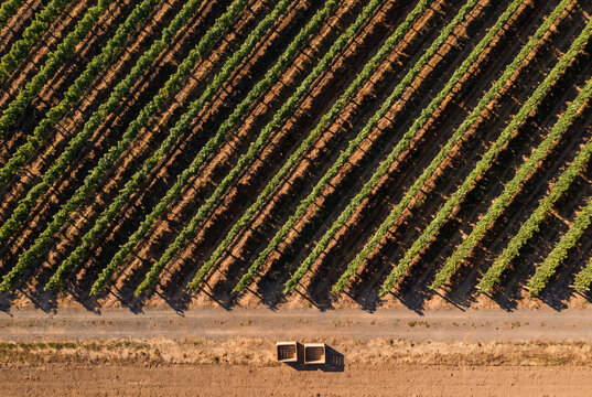 Vineyard Geometry Aerial View of Diagonal Grape Rows