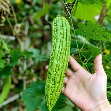 Fresh Bitter Melon Growing on a Vine in a Green Garden