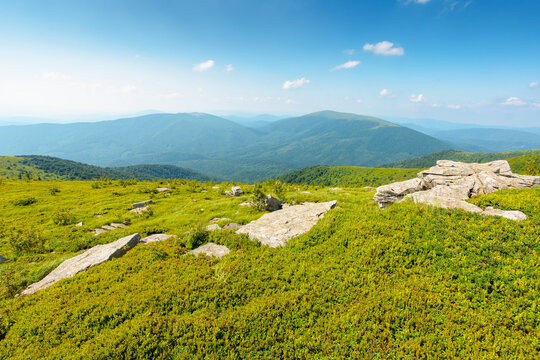 Carpathian mountain landscape in summer. scenic view of Transcarpathia region from the mnt. Smooth. alpine blueberry field with rock on the Polonyna Runa hill
