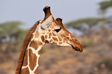 giraffe head shot © Yash_Sangle