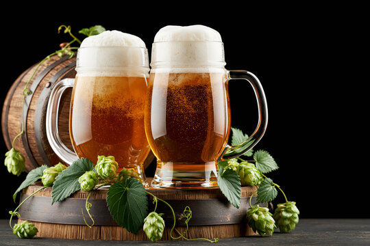 Two beer mugs with foam beside wooden barrel hop cones and wheat, Oktoberfest still life
