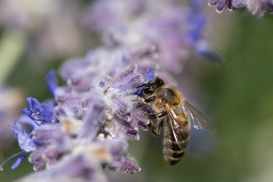 A small honeybee is searching for pollen on purple lavender flowers.