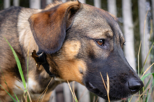 Close-up profile portrait of a tricolor mongrel dog with a collar standing in high grass outdoors
