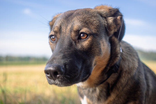 Close up portrait of cute mongrel dog outdoors on sunny day