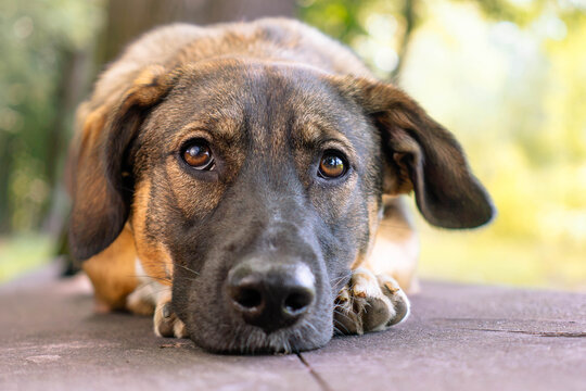 Sad cute dog lying down looking at camera close up