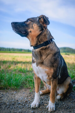 Close up portrait of cute mongrel dog outdoors on sunny day