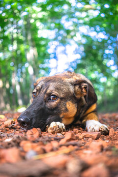 Dog lying on forest path looking at camera from low angle