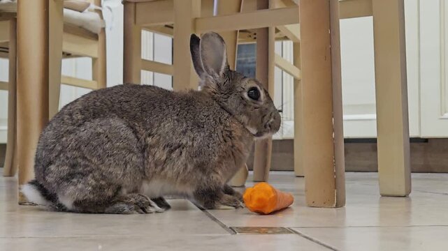 Large grey rabbit eats carrot on tiled floor. Wooden table legs frame the scene. Rabbit pauses, then continues nibbling. Home setting provides soft, natural background. Footage is calm, focused