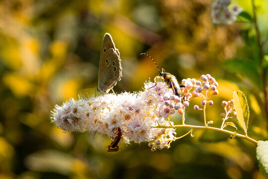Ringlet butterfly (Aphantopus hyperantus) and spotted longhorn beetle (Rutpela maculata) feeding together on white spiraea flowers, sunny natural background.