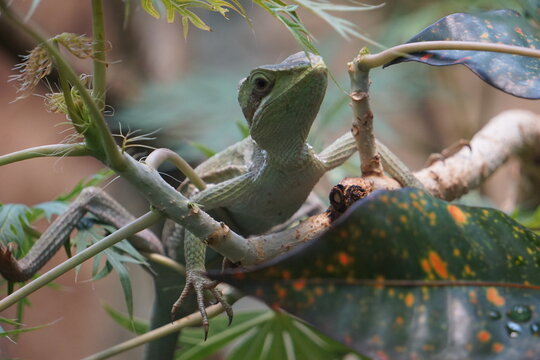 Close up of a green Laemanctus lizard (conehead lizard or casquehead iguana) climbing the branches of a tree in the Central American jungle
