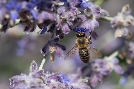 A small honeybee is searching for pollen on purple lavender flowers. The bee is photographed from above.