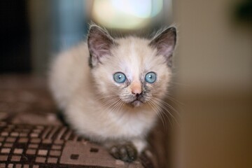 kitten with blue eyes © Zoia