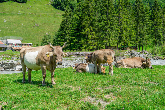 Group of Brown Swiss Cows Grazing and Resting in Alpine Meadow by Mountain River