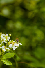 Honey bee collecting nectar from small white flowers in a sunlit natural habitat. © Pavol