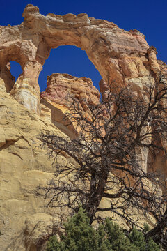 Beautiful vertical scenic view of a giant natural sandstone double arch with old dry tree under a blue sky