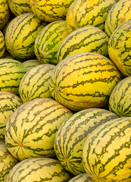 Juicy Asian watermelons. A large pile of ripe watermelons lies in a field in the sunset light. A close-up of many watermelons.