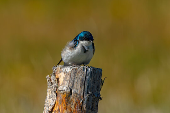 Tree Swallow perched on fencepost Stanley Idaho