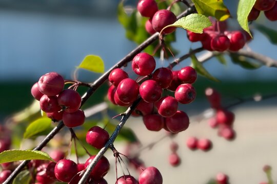 Clusters of small glossy red crabapples weigh down thin tree branches outdoors in bright daylight. The horizontal medium close-up shot highlights ripe wild fruits, green leaves, and soft bokeh.