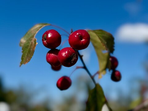 Small glossy red crabapples hang on a thin branch against a bright blue sky in daylight. The horizontal medium close-up shot highlights ripe wild fruits, green leaves, and soft background depth.