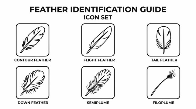 Feather types are organized in this structured diagram providing a comprehensive visual reference for biological identification.