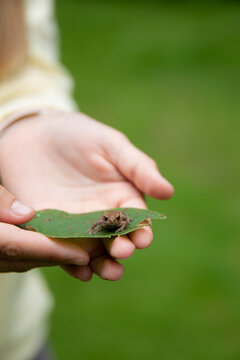 Child holding a tiny frog on a leaf with green copy space