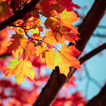 Sunlit red and orange maple leaves in autumn against a clear blue sky