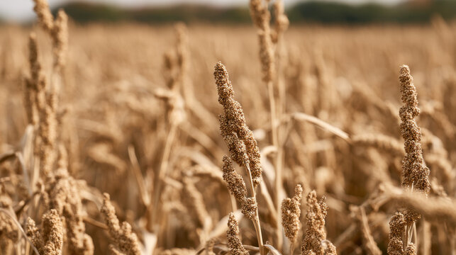 Sesame field ready for harvest with mature golden seed heads and dry plants in warm sunlight