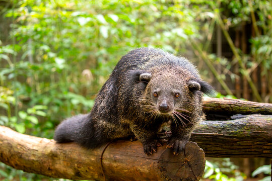 A wild binturong resting on a log. A rare Asian mammal with a bushy tail, showing off its tropical wildlife. A close-up of a binturong, or bearcat.