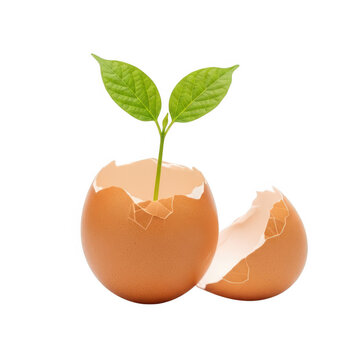 Sprout growing out of a cracked egg