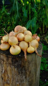 Onion harvest in the garden. Selective focus.