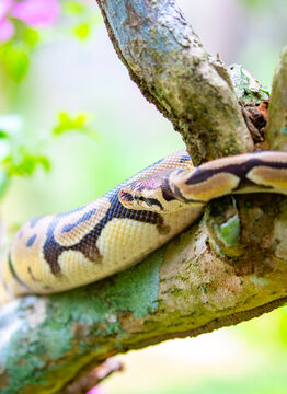 A python lies on the ground and on rocks in the wild.Close-up of a boa constrictor on a tree. Snake skin. Reptile.