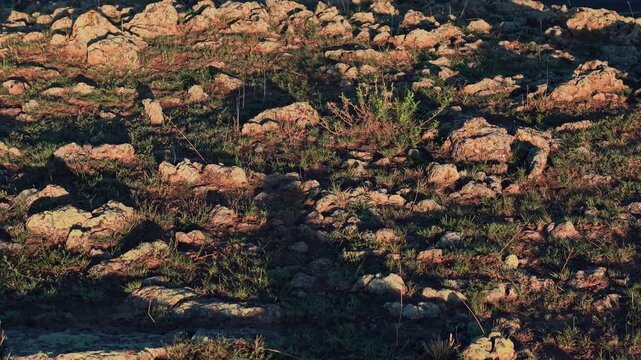 Cinematic backward diagonal movement over rough volcanic rock terrain at twilight. Long shadows highlight the rugged basalt texture and sparse vegetation, perfect for geology and nature backgrounds.