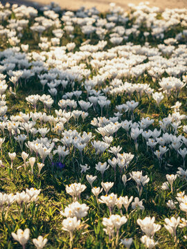 field of white crocuses in spring sunlight
