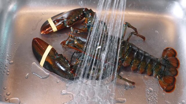 Lobster in a sink under running water with rubber bands on claws. A lobster sits in a stainless steel sink with water running over it. The claws are secured with rubber bands.
