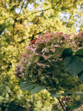 hydrangea bloom in autumn light