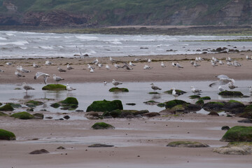 Holy Island beach © Coradazzir