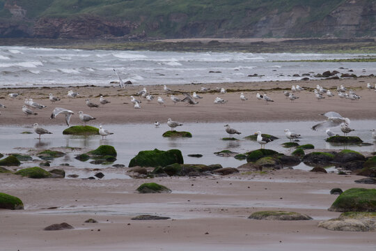 Holy Island beach