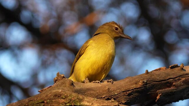 Yellow-Bellied Greenbul Looking Around Before Diving From Branch in 4K Slow Motion. Close-up wildlife footage of a Yellow-bellied Greenbul (Chlorocichla flaviventris) perched among tree branches