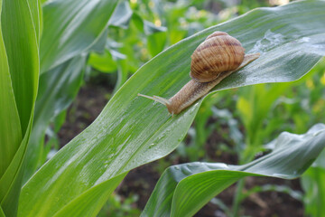 Garden snail crawling on a green corn leaf in a vegetable garden © gicku91
