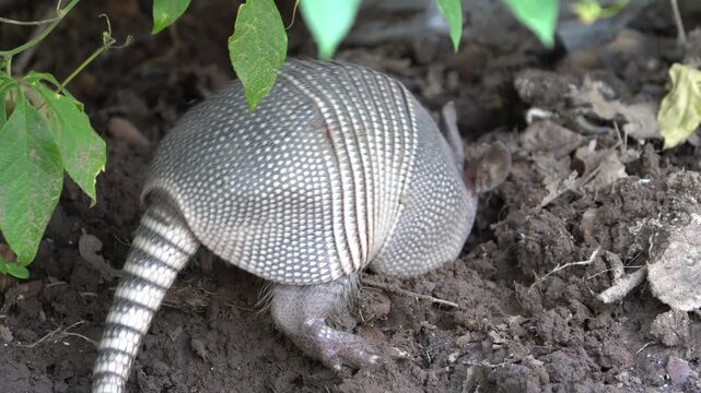Close Up Nine-Banded Armadillo Sniffing and Foraging in Dirt - 4K