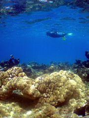 Young Man Snorkeling Above a Coral Reef in the Caribbean Sea © gustavo