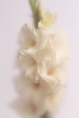 Naklejka premium Smoke selected soft focus cream beige white Gladiolus Flower through translucent matte frosted glass. Abstract natural blurred grain light fog background.