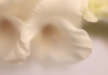 Naklejka premium Smoke selected soft focus cream beige white Gladiolus Flower through translucent matte frosted glass. Abstract natural blurred grain light fog background.