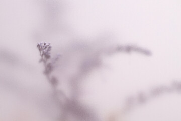 Naklejka premium Smoke selected soft focus cream Dry Flower branch through translucent matte frosted glass. Abstract natural blurred grain light fog background.