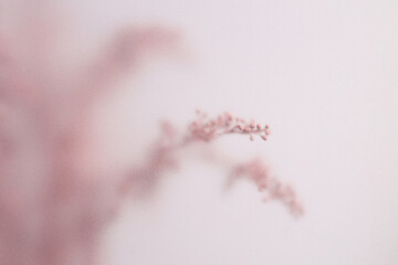 Naklejka premium Smoke selected soft focus cream Dry Flower branch through translucent matte frosted glass. Abstract natural blurred grain light fog background.