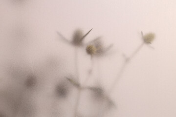 Naklejka premium Smoke selected soft focus beige thorn Dry Flower through translucent matte frosted glass. Abstract natural blurred grain light fog background.
