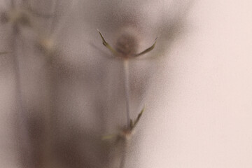 Naklejka premium Smoke selected soft focus beige thorn Dry Flower through translucent matte frosted glass. Abstract natural blurred grain light fog background.